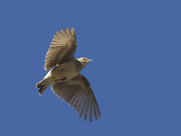 Kangaskiuru, Wood Lark, Lullula arborea